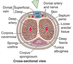 penis cross section Penis cross section